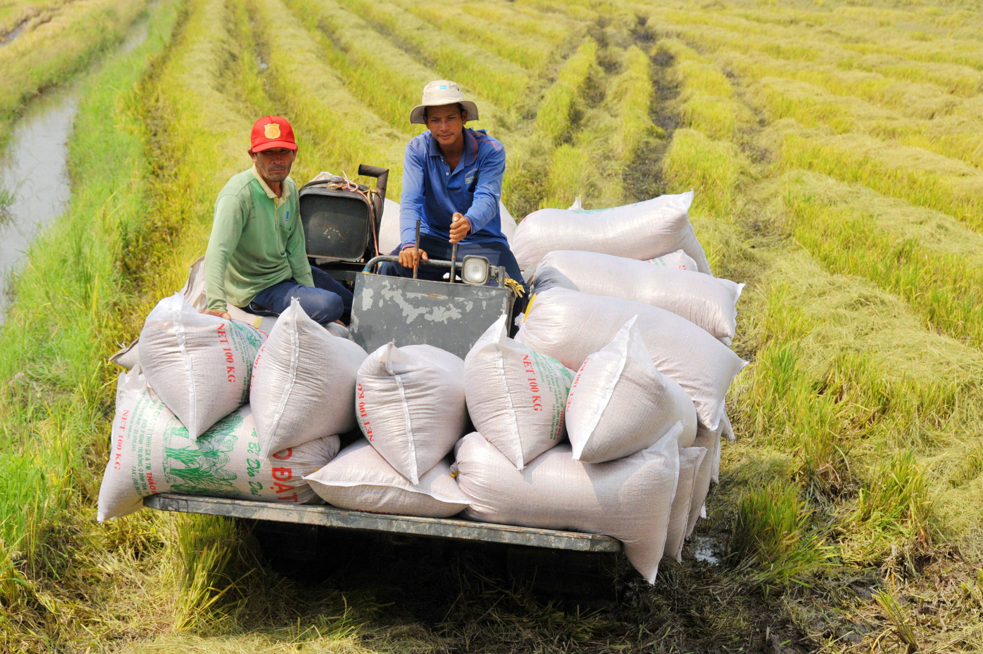 Nông dân lo gạo rớt giá