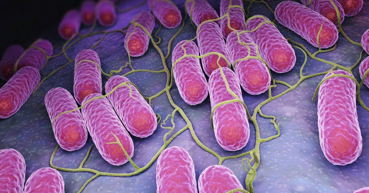 Vi khuẩn salmonella nguy hiểm thế nào?