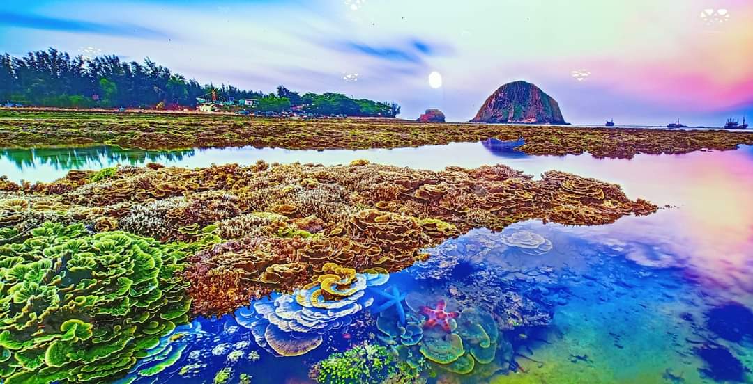 Bảo vệ rạn san hô Hòn Yến: Cần sự chung tay