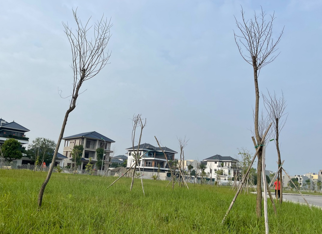 Hàng trăm cây hoa ban chết khô ở công viên 40 tỉ đồng