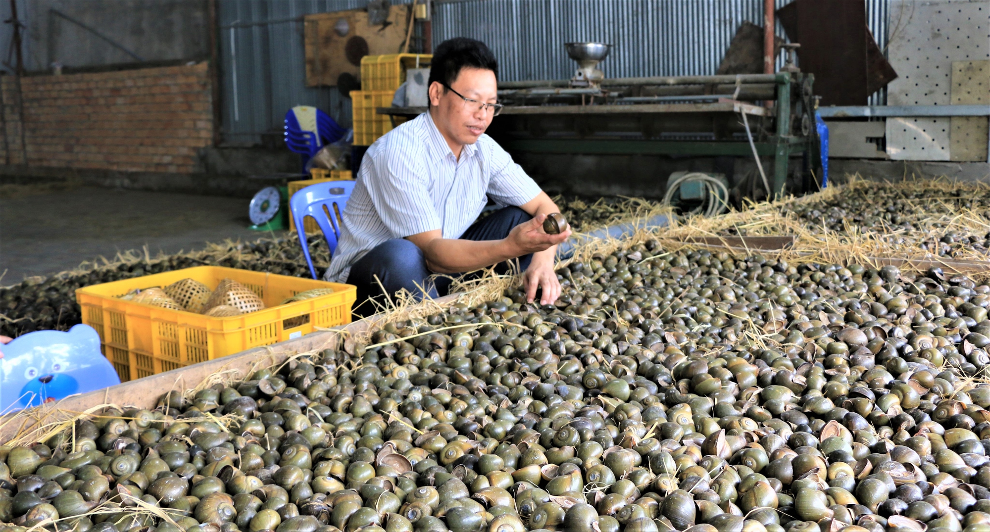 Thắng đậm nhờ cho ốc lác "ngủ vùi"