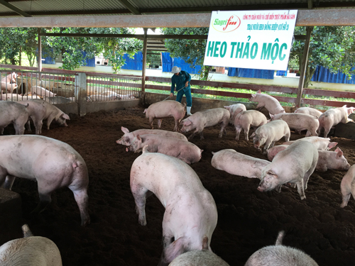 Thịt heo thảo mộc Sagri có gì tốt?