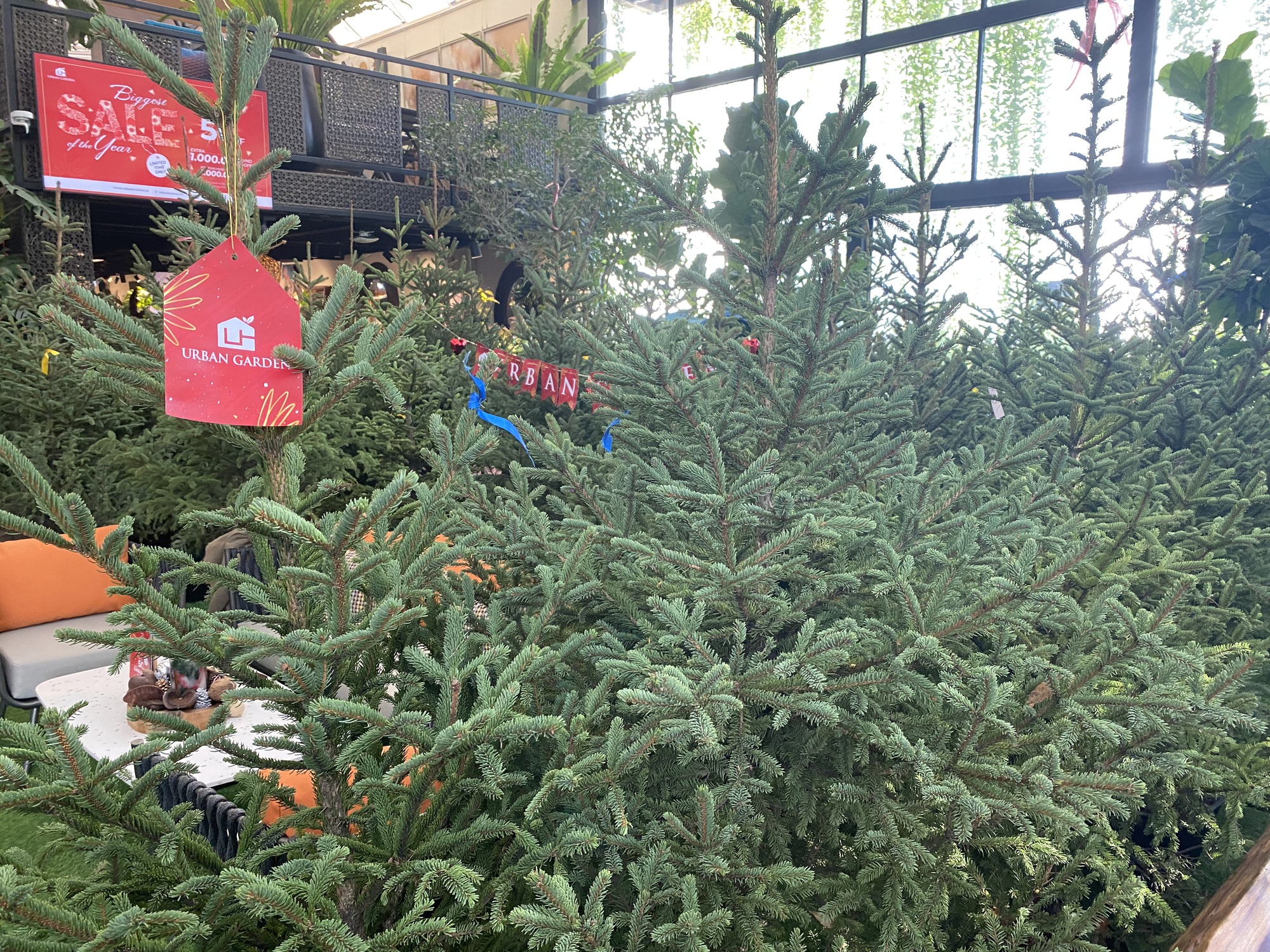Chi h&agrave;ng chục triệu đồng nhập c&acirc;y th&ocirc;ng tươi từ ch&acirc;u &Acirc;u về trang tr&iacute; dịp Noel  - Ảnh 4.