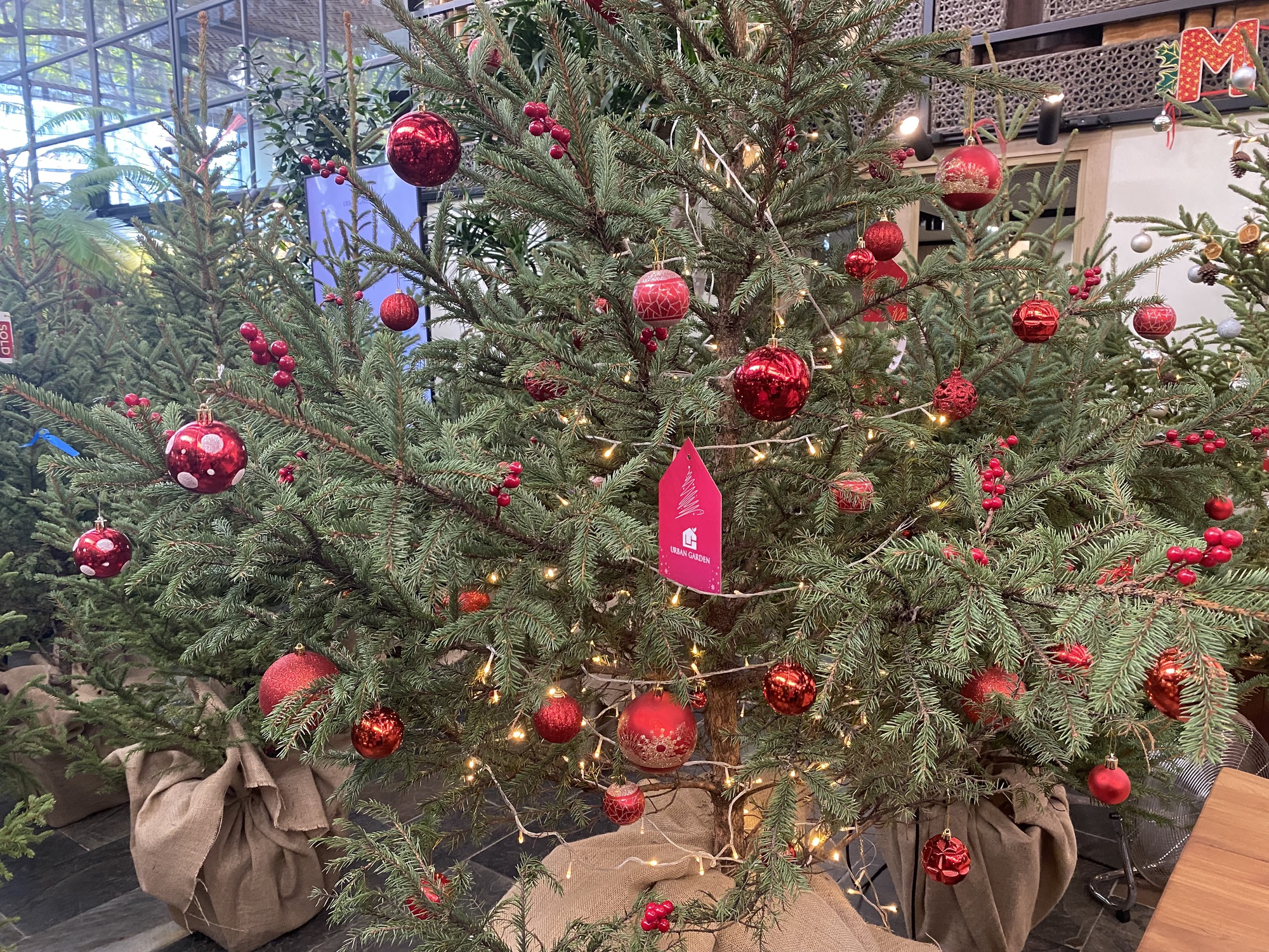 Chi hàng chục triệu đồng nhập cây thông tươi từ châu Âu về trang trí Noel