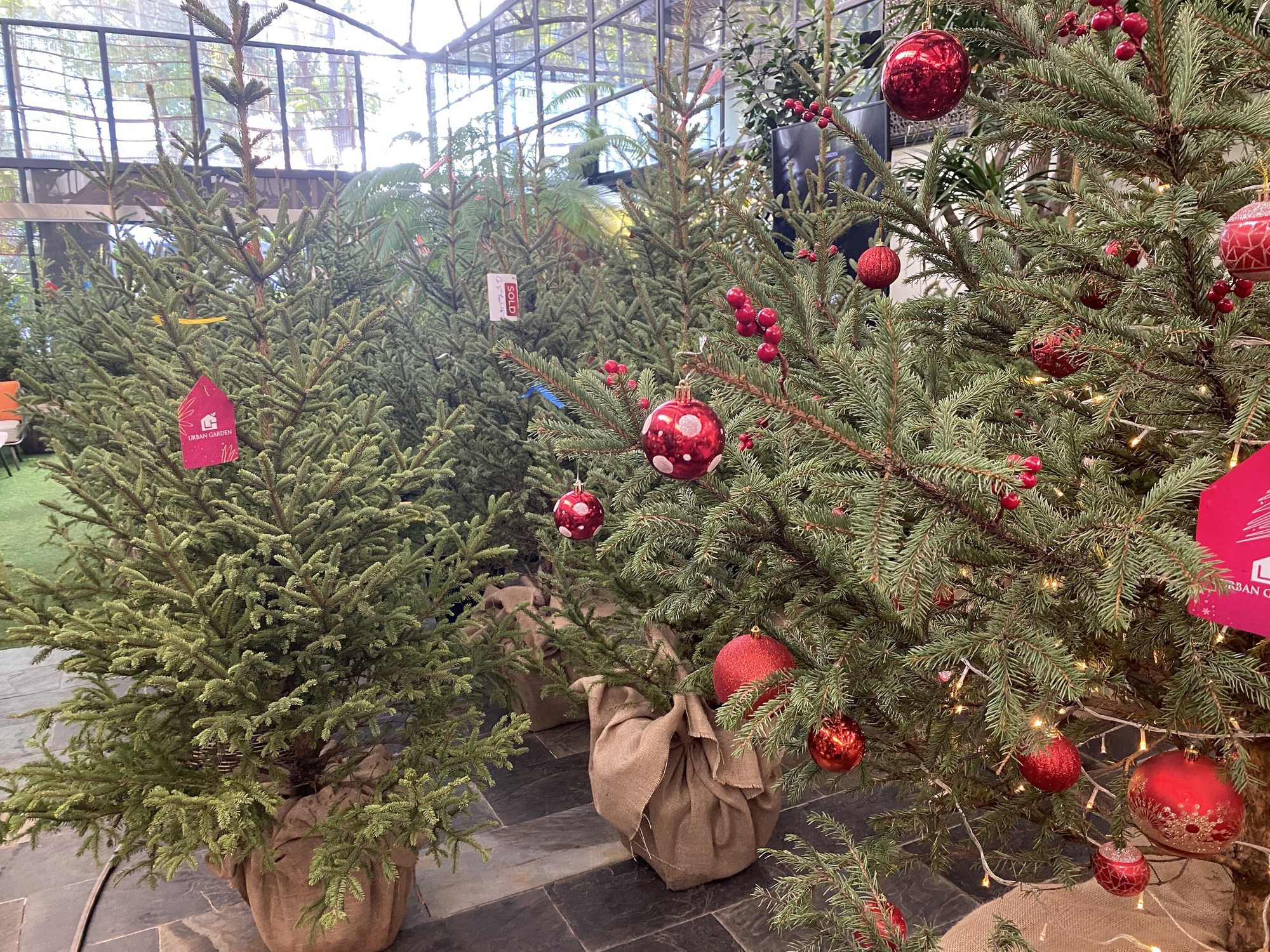 Chi h&agrave;ng chục triệu đồng nhập c&acirc;y th&ocirc;ng tươi từ ch&acirc;u &Acirc;u về trang tr&iacute; dịp Noel  - Ảnh 3.