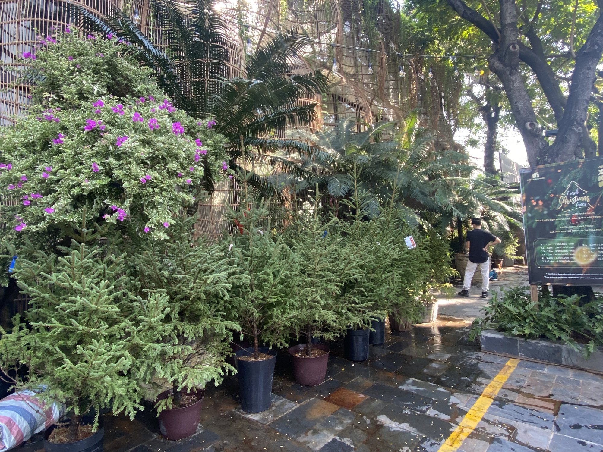Chi h&agrave;ng chục triệu đồng nhập c&acirc;y th&ocirc;ng tươi từ ch&acirc;u &Acirc;u về trang tr&iacute; dịp Noel  - Ảnh 1.