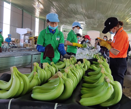 Nông nghiệp là trụ đỡ (*): Ngành rau quả chờ bùng nổ