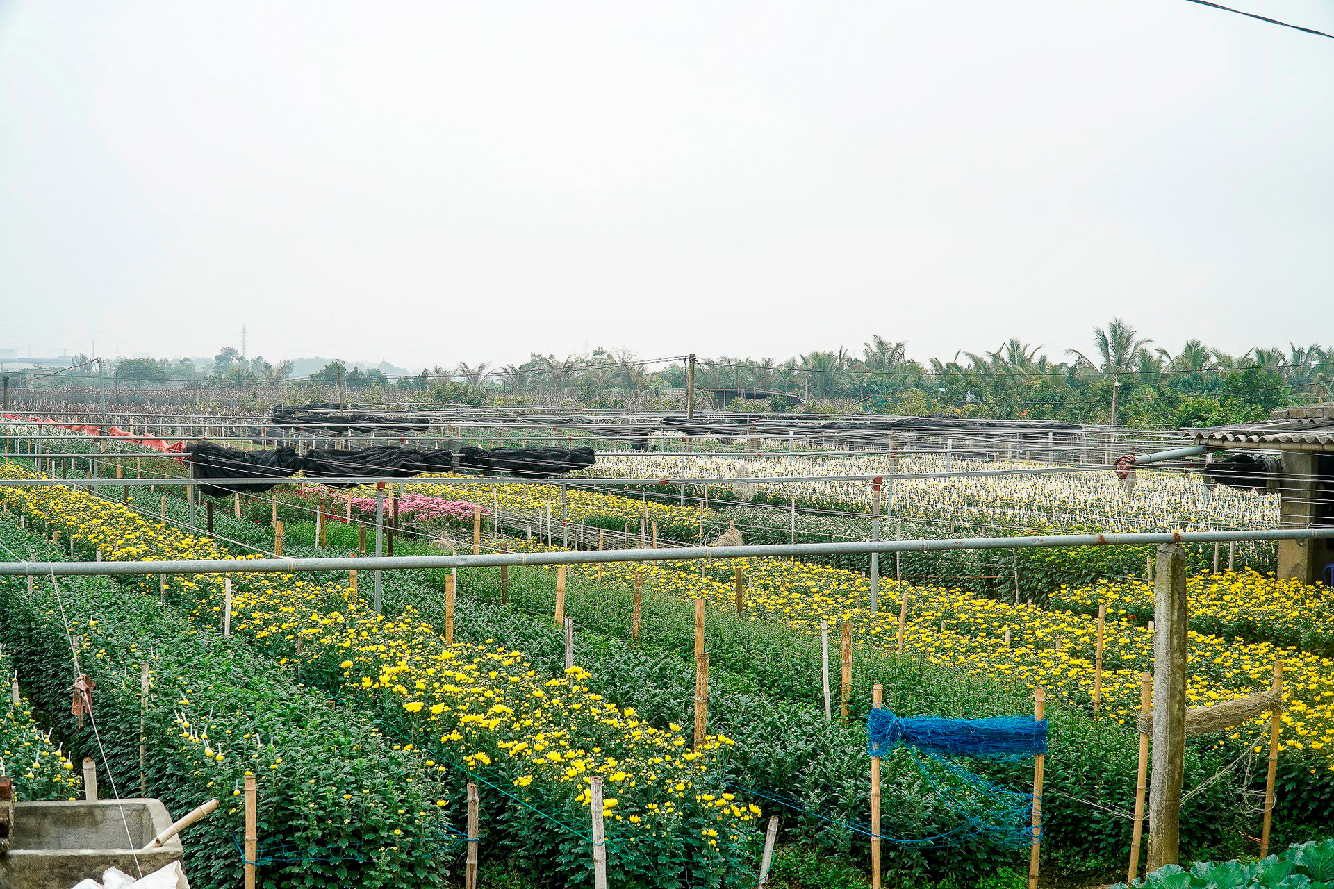 L&agrave;ng hoa lớn nhất xứ Thanh hối hả v&agrave;o vụ Tết - Ảnh 10.