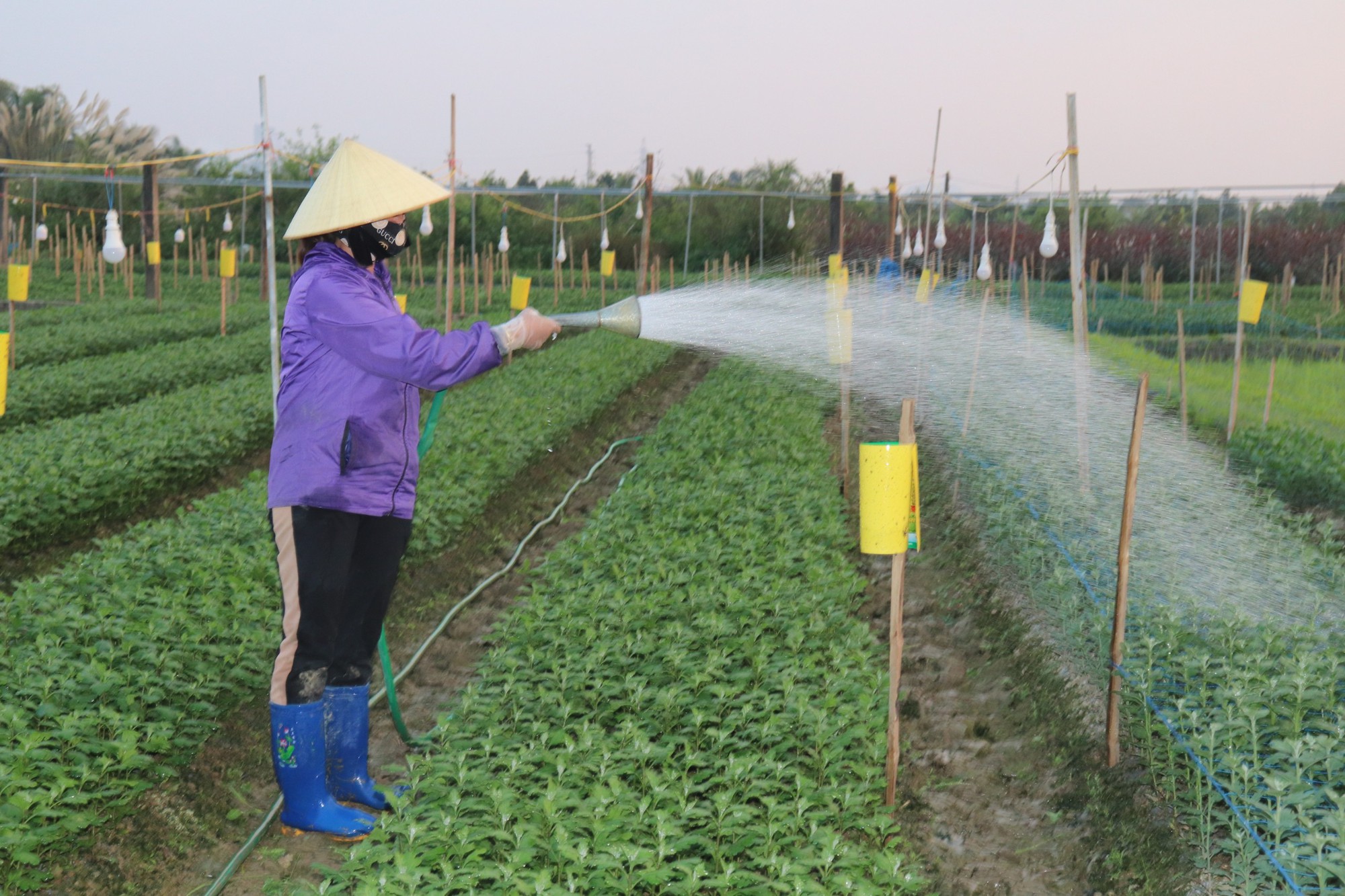 L&agrave;ng hoa lớn nhất xứ Thanh hối hả v&agrave;o vụ Tết - Ảnh 11.