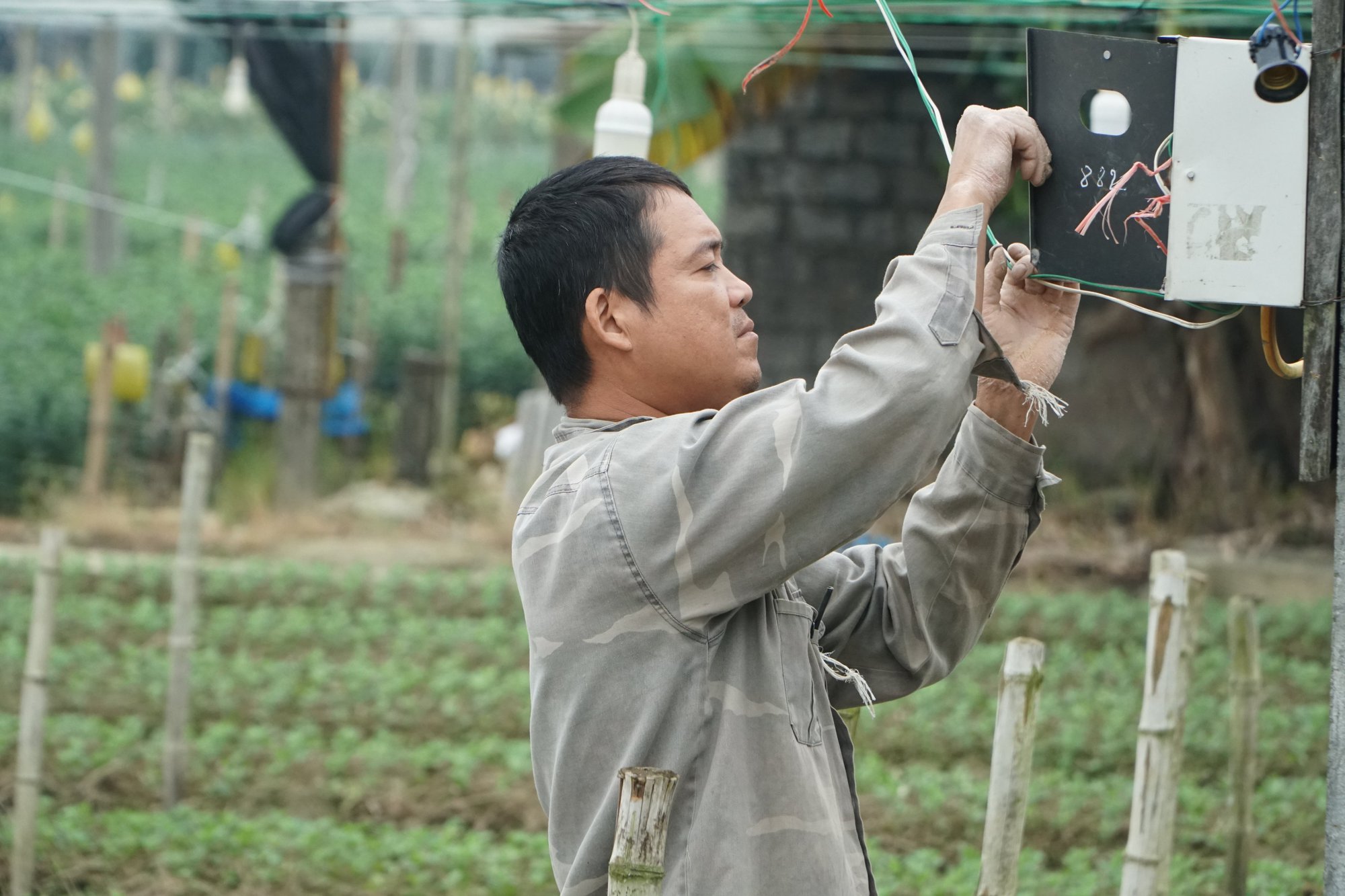 L&agrave;ng hoa lớn nhất xứ Thanh hối hả v&agrave;o vụ Tết - Ảnh 5.