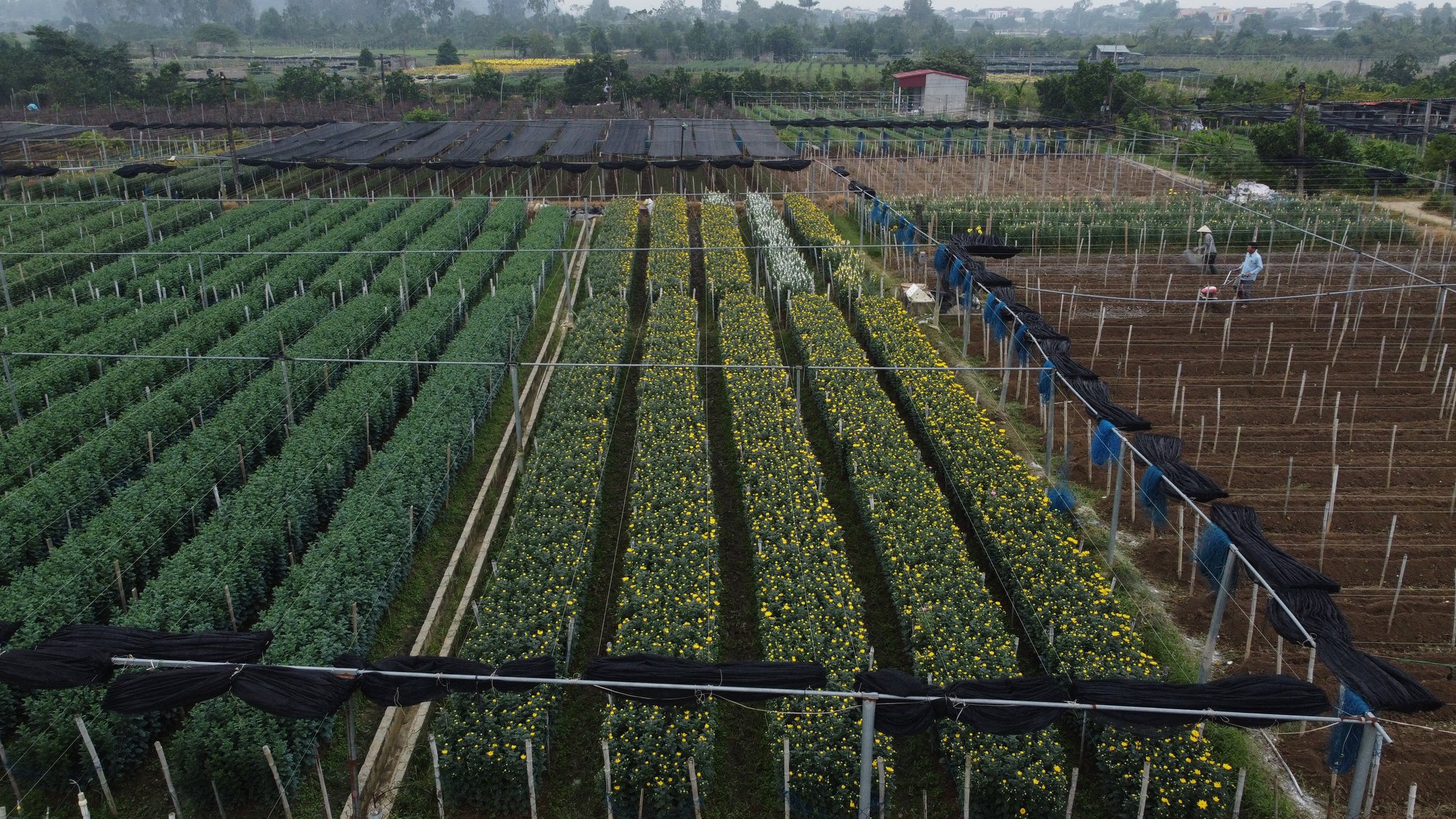 L&agrave;ng hoa lớn nhất xứ Thanh hối hả v&agrave;o vụ Tết - Ảnh 9.