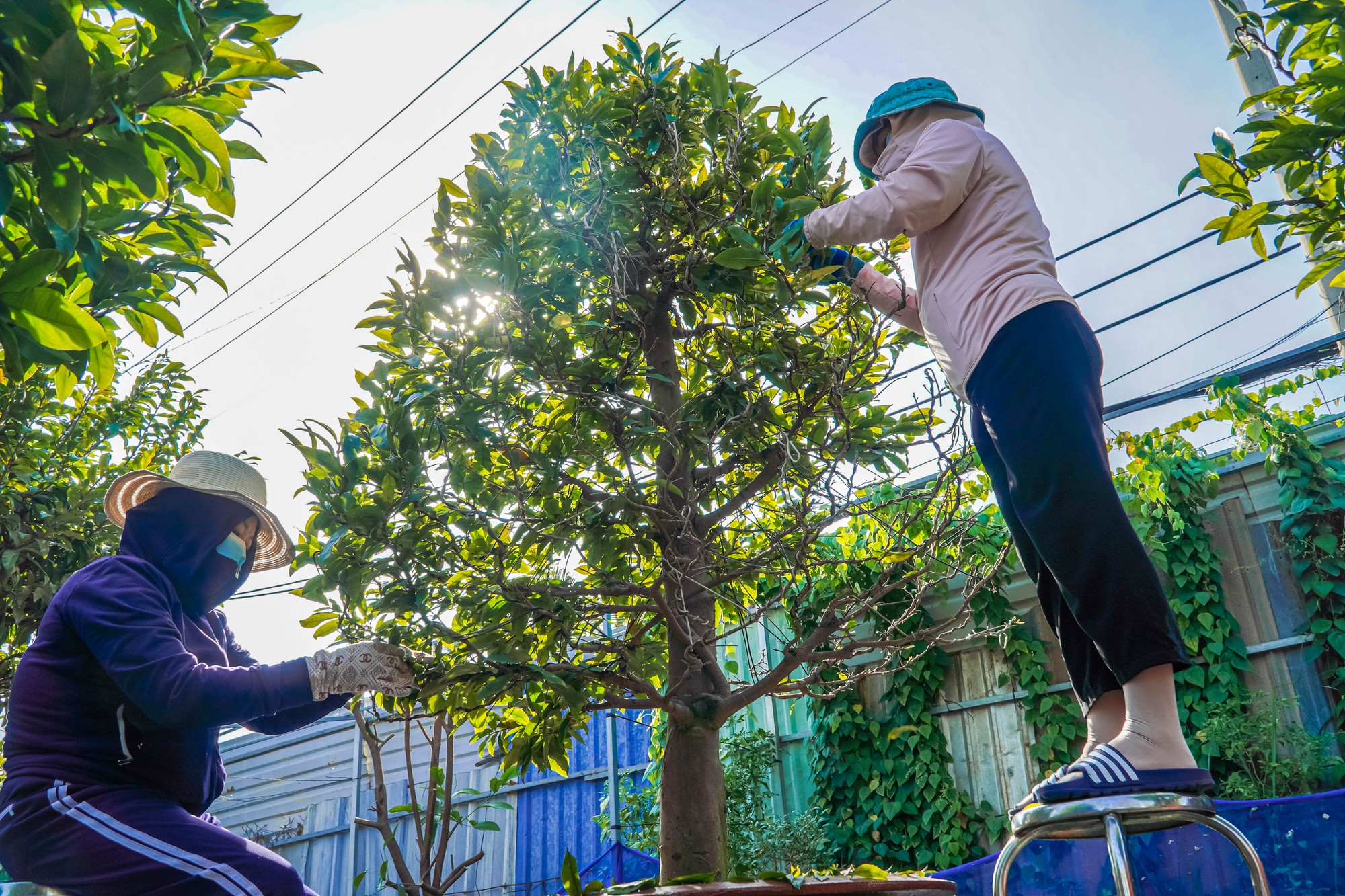 Làng mai Thủ Đức tất bật vào mùa - Ảnh 1.