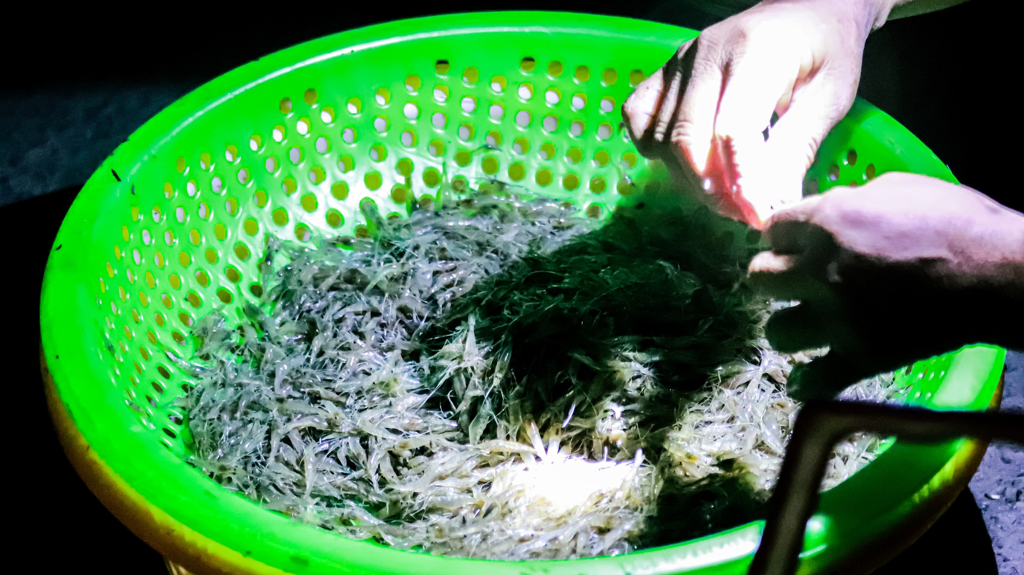 Nhớ ho&agrave;i b&aacute;nh khọt t&eacute;p đồng miền T&acirc;y - Ảnh 4.