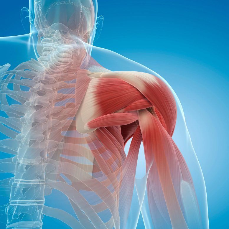 Mỹ phát triển chất kết dính ngăn ngừa và phục hồi teo cơ