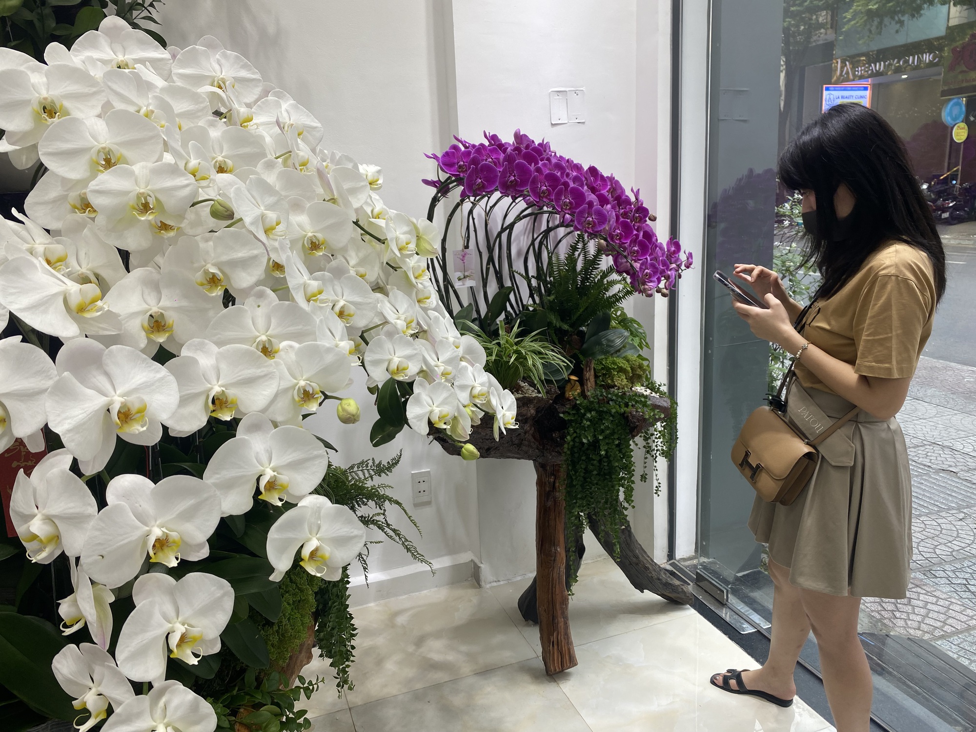 Lan hồ điệp trồng trên gỗ lũa cả trăm triệu đồng hút khách mua chơi Tết