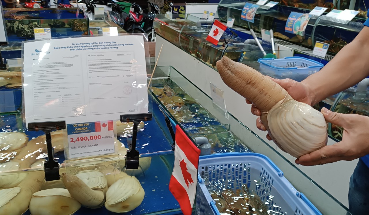Ốc vòi voi vàng Canada bán Tết giá gần 5 triệu đồng/con