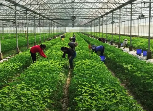 Trồng t&iacute;a t&ocirc; xanh: Triển vọng xuất khẩu - Ảnh 2.