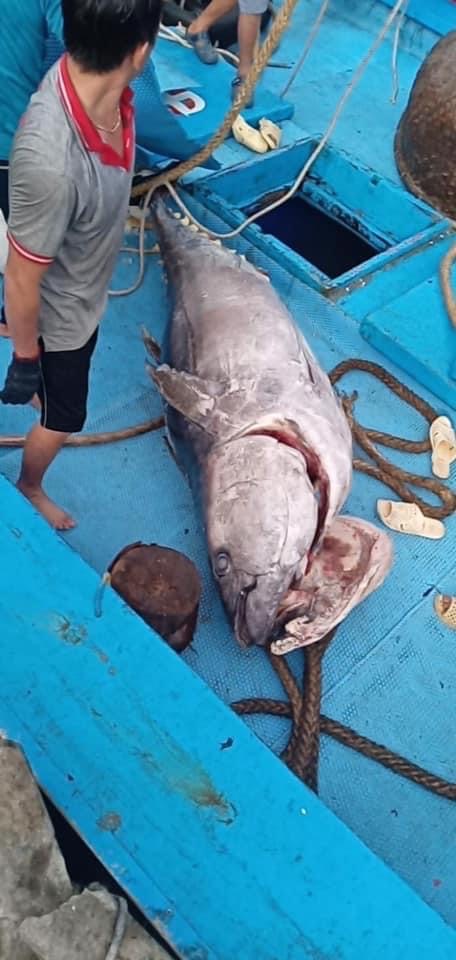Chuyến biển xuy&ecirc;n Tết, ngư d&acirc;n B&igrave;nh Định c&acirc;u được c&aacute; ngừ đại dương khủng - Ảnh 2.
