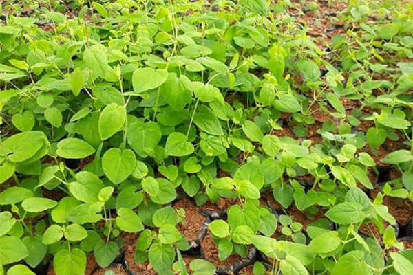 Đảng sâm: Dễ trồng, giá trị cao