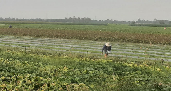 Chủ động ứng phó hạn, mặn - Ảnh 2.