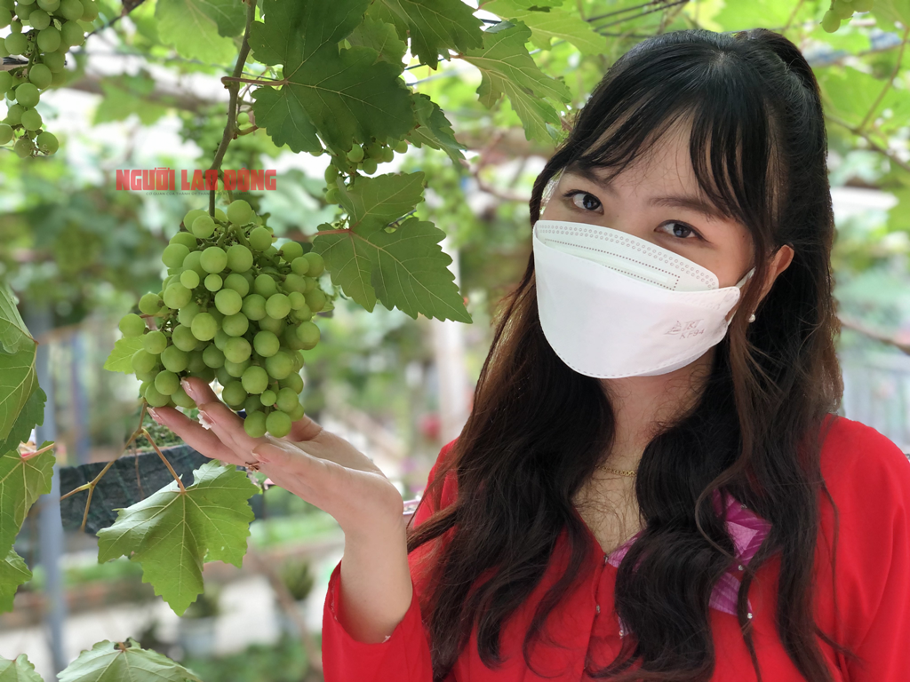 CLIP: Vườn nho trĩu quả tr&ecirc;n đất ph&egrave;n, mặn Bạc Li&ecirc;u h&uacute;t hồn du kh&aacute;ch - Ảnh 9.