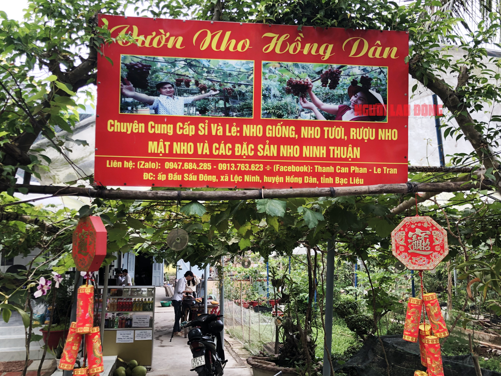 CLIP: Vườn nho trĩu quả tr&ecirc;n đất ph&egrave;n, mặn Bạc Li&ecirc;u h&uacute;t hồn du kh&aacute;ch - Ảnh 2.