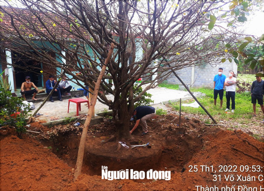 Ly kỳ vụ tranh chấp cụ mai 200 tuổi xôn xao ở Quảng Bình - Ảnh 1.