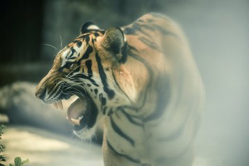 Người chăm sóc đàn hổ ở Thảo Cầm Viên