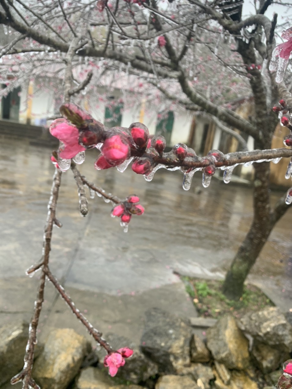 Hoa đ&agrave;o đ&oacute;ng băng giữa m&ugrave;a xu&acirc;n, du kh&aacute;ch đổ x&ocirc; ra miền Bắc săn tuyết - Ảnh 8.