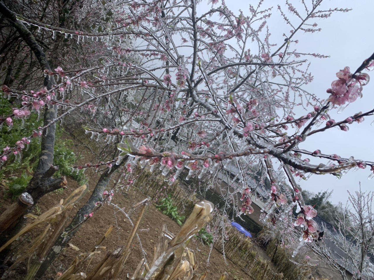 Hoa đ&agrave;o đ&oacute;ng băng giữa m&ugrave;a xu&acirc;n, du kh&aacute;ch đổ x&ocirc; ra miền Bắc săn tuyết - Ảnh 7.