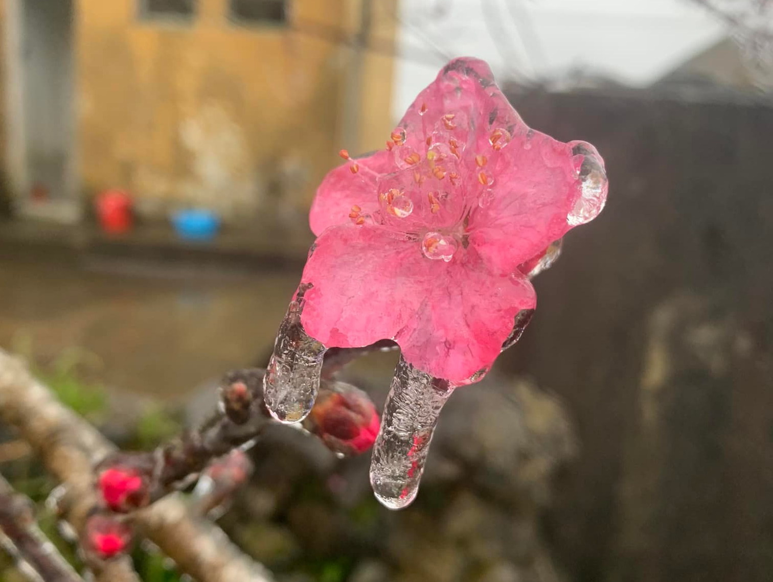 Hoa đào đóng băng giữa mùa xuân, du khách đổ xô ra miền Bắc "săn" tuyết