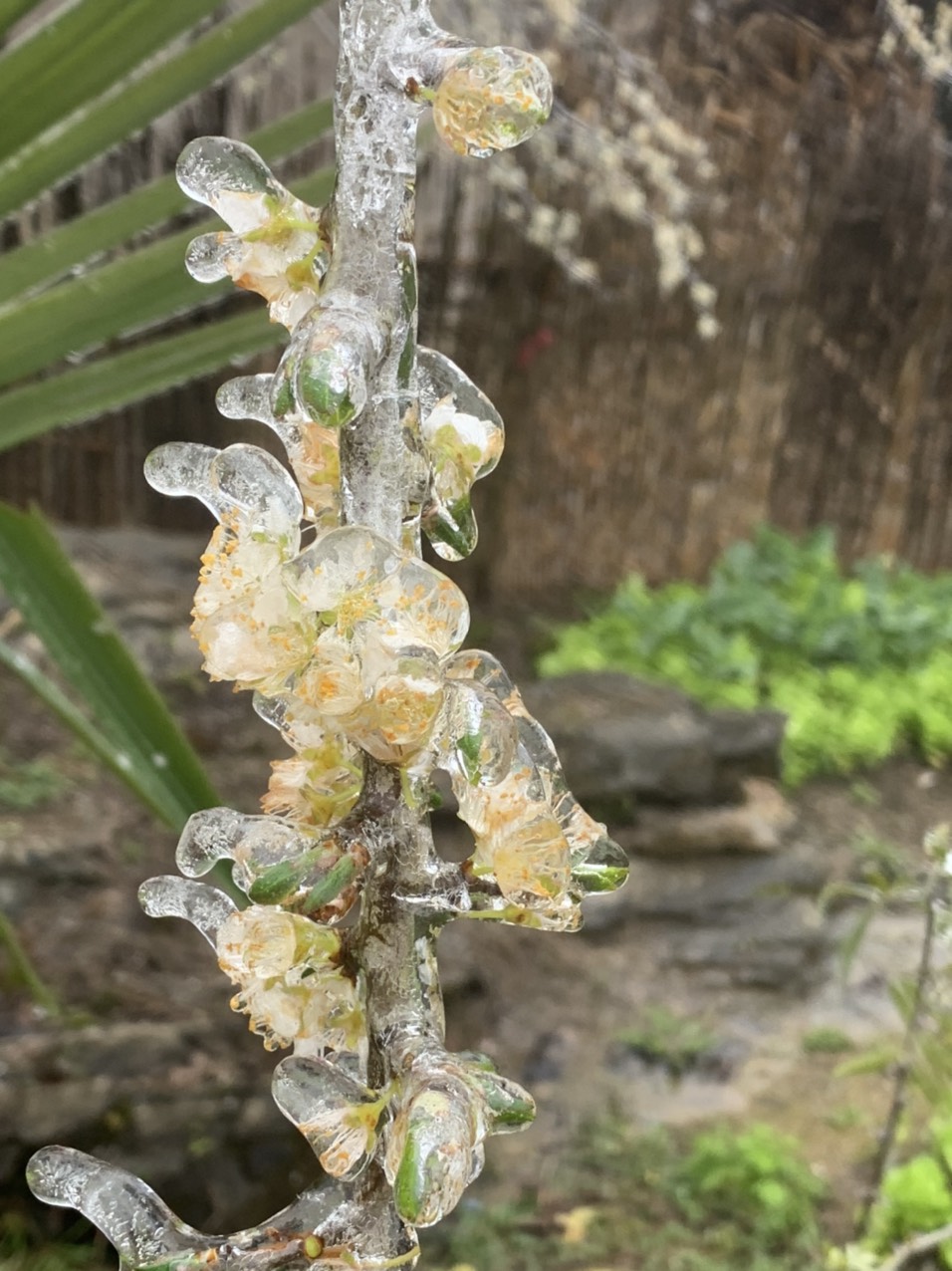 Hoa đ&agrave;o đ&oacute;ng băng giữa m&ugrave;a xu&acirc;n, du kh&aacute;ch đổ x&ocirc; ra miền Bắc săn tuyết - Ảnh 12.