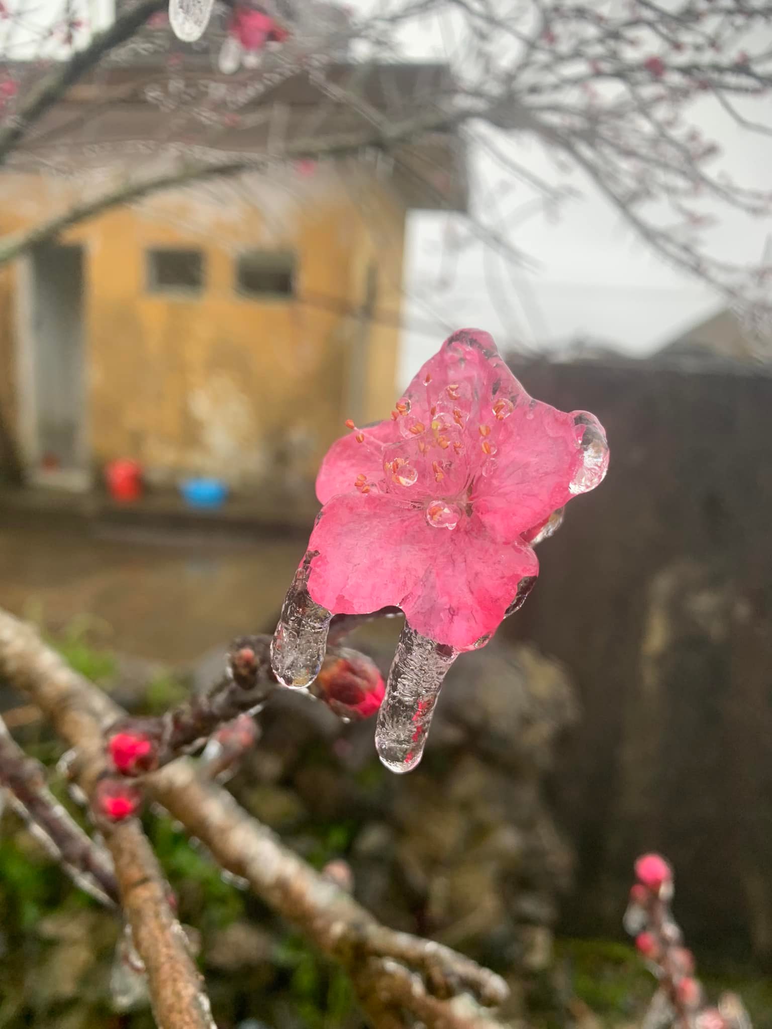 Hoa đ&agrave;o đ&oacute;ng băng giữa m&ugrave;a xu&acirc;n, du kh&aacute;ch đổ x&ocirc; ra miền Bắc săn tuyết - Ảnh 9.