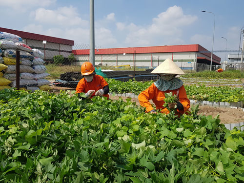 Vườn rau nghĩa tình