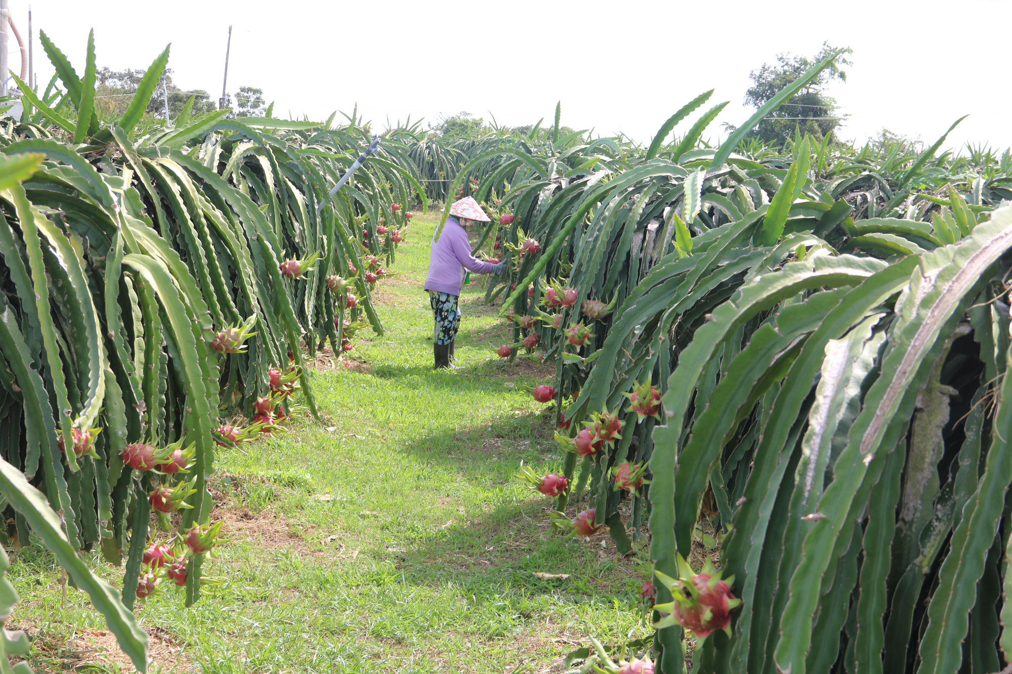 Thanh long nghịch vụ rớt giá thê thảm, đỏ mắt tìm người mua