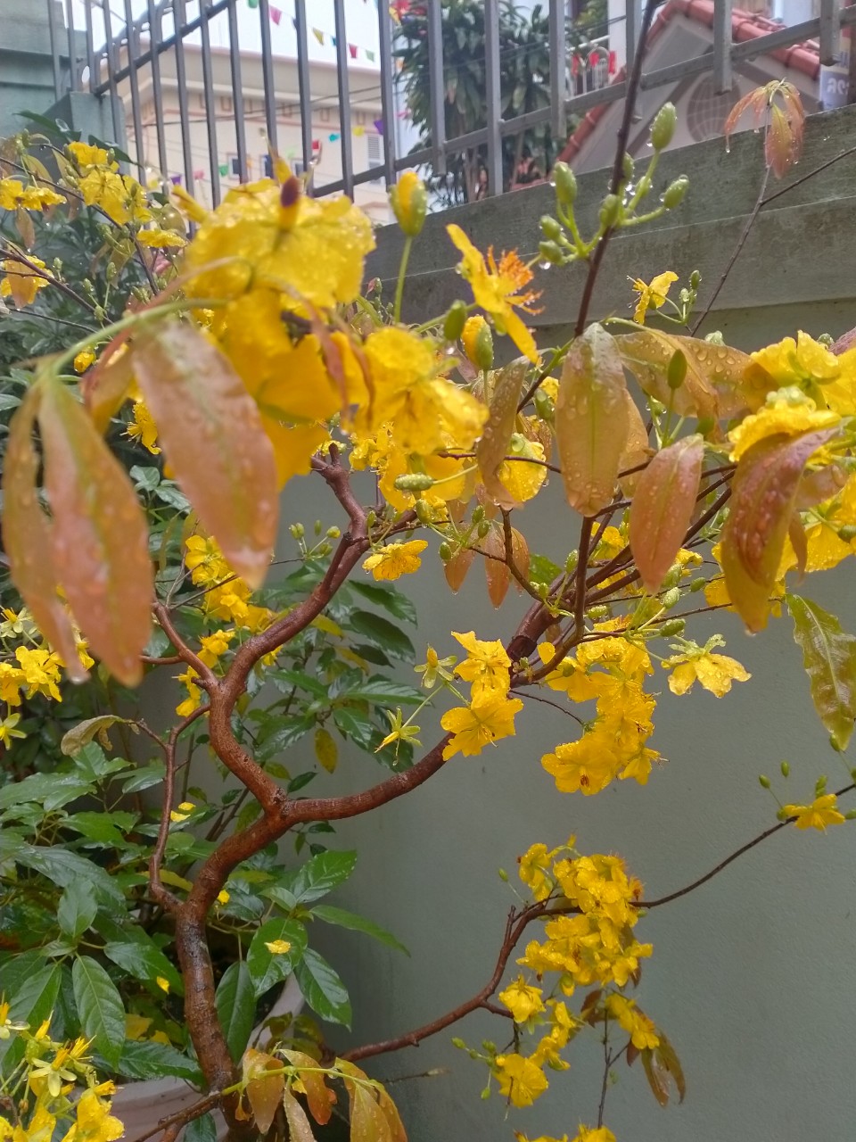 Cuộc thi Bên nhau ngày Tết: Bố và mùa xuân - Ảnh 1.