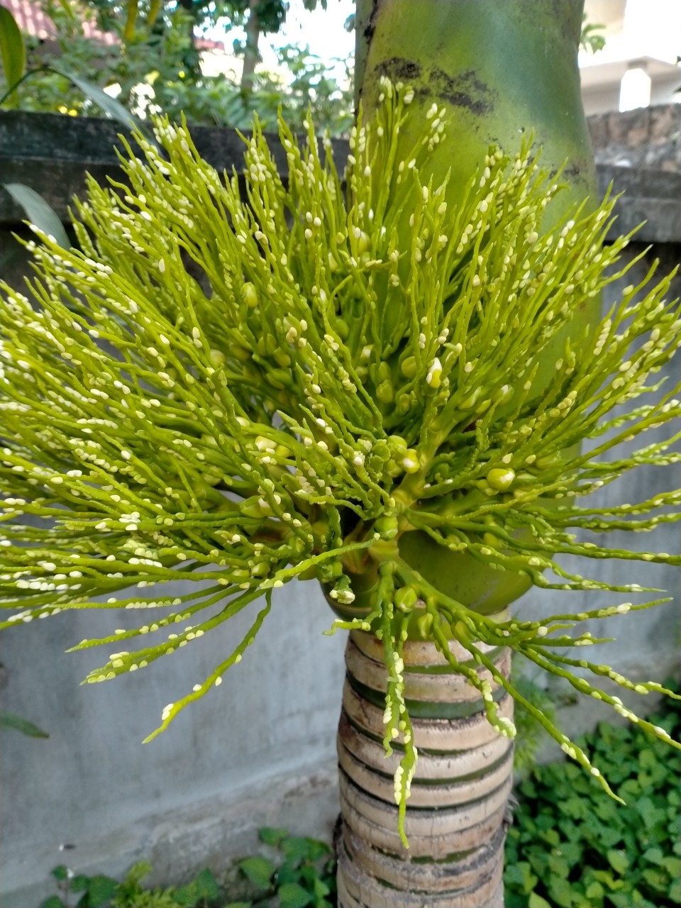 Cuộc thi Bên nhau ngày Tết: Bố và mùa xuân - Ảnh 2.