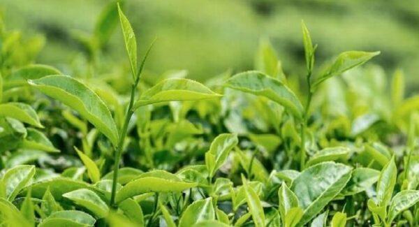 Sản xuất bột trà xanh từ lá trà phụ liệu giá rẻ