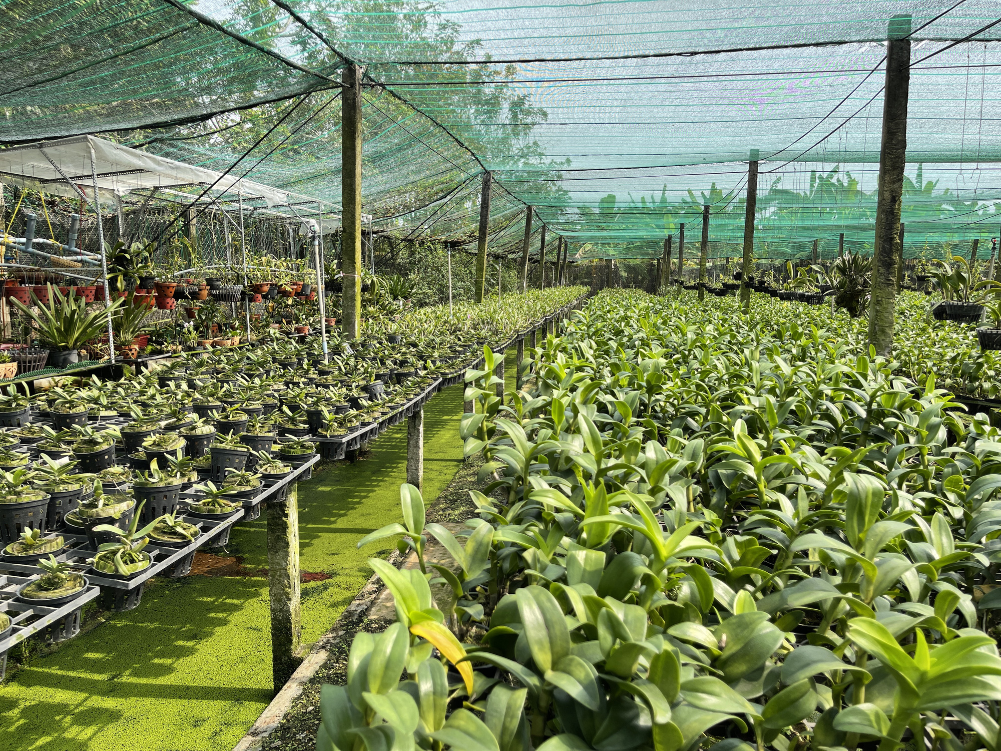 Ngỡ ngàng với khu vườn hái ra tiền ở Bình Chánh, TP HCM - Ảnh 2.
