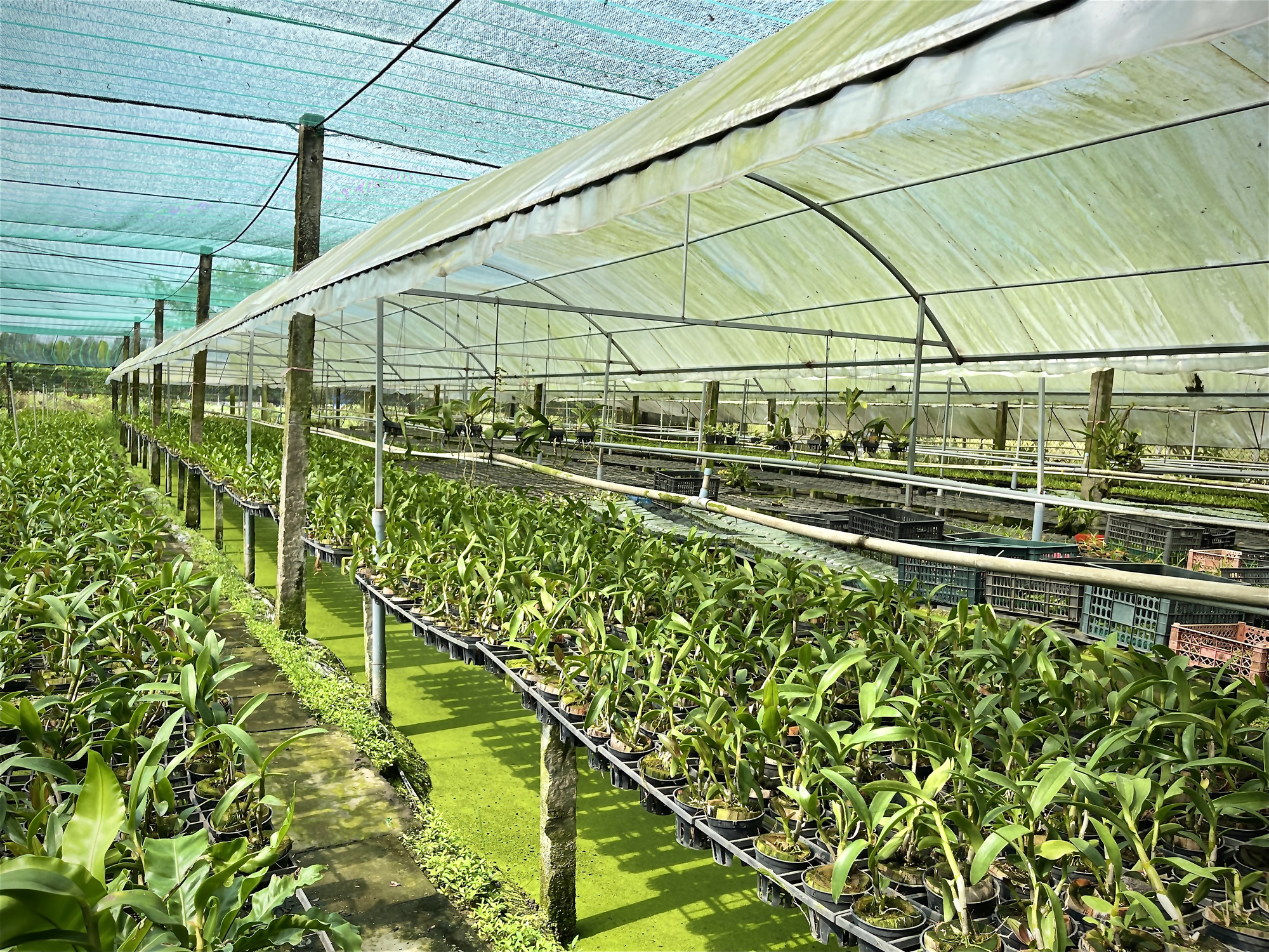Ngỡ ngàng với khu vườn "hái ra tiền" ở Bình Chánh, TP HCM