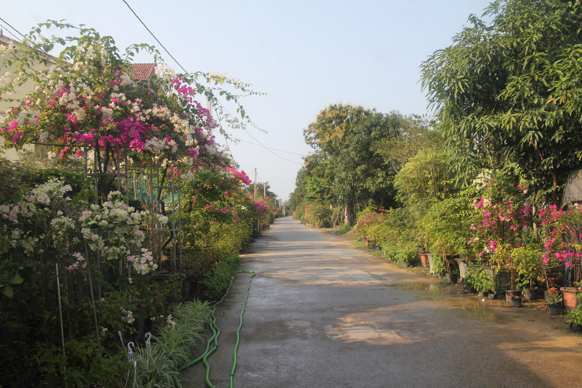 Về l&agrave;ng hoa, c&acirc;y cảnh lớn nhất khu vực Bắc Miền Trung - Ảnh 2.