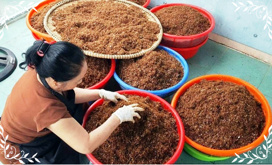Đậm đà muối kiến vàng của người Jrai