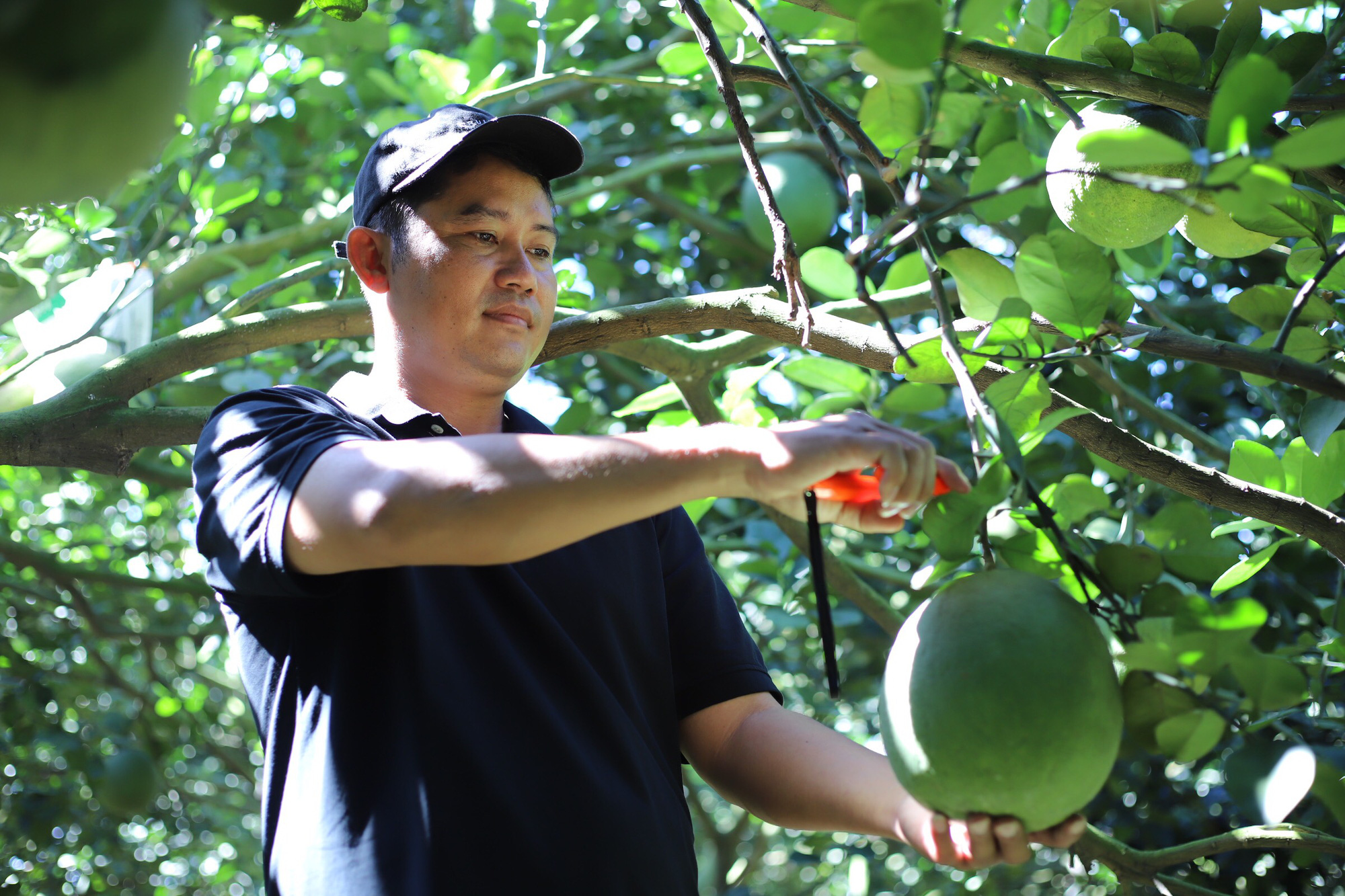Làm giàu từ cây bưởi