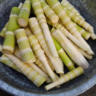Ong rừng x&agrave;o măng - Ảnh 1.