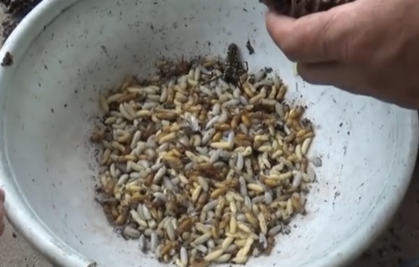 Ong rừng x&agrave;o măng - Ảnh 3.