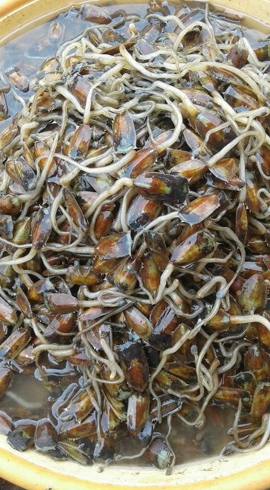 Con... C&agrave; xỉu, một đặc sản của xứ H&agrave; Ti&ecirc;n.....! - Ảnh 1.