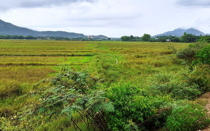 Nở rộ tình trạng cò chuyển đổi đất nông nghiệp sang đất ở, Đà Nẵng phát đi cảnh báo - Ảnh 1. Nở rộ tình trạng cò chuyển đổi đất nông nghiệp sang đất ở, Đà Nẵng phát đi cảnh báo - Ảnh 1.