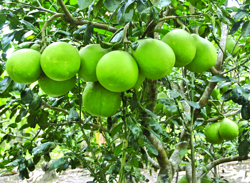 Đảo Ngọt có 3 cửa biển - Ảnh 4.
