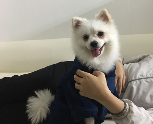 Có được phép nuôi chó, mèo ở chung cư?