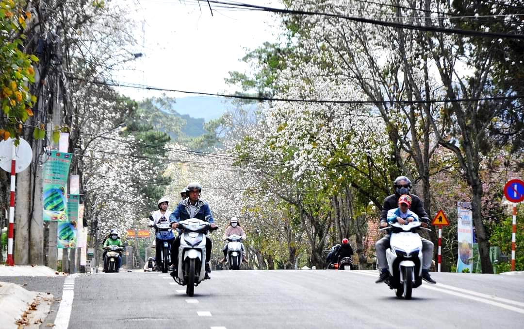Di dời hơn 80 cây hoa ban trắng để nâng cấp đường nội ô Đà Lạt